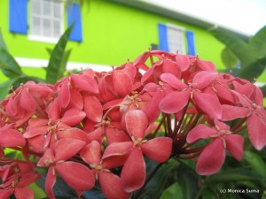 Turks & Caicos flowers