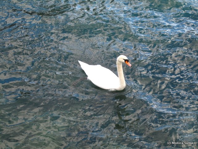 Swan Lake Geneva