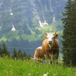 Swiss cows Grindelwald