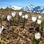 Männlichen flowers Switzerland