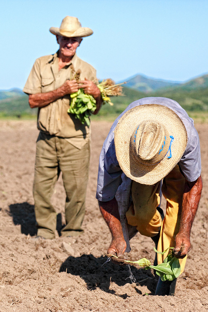 Guajiros planting tobacco
